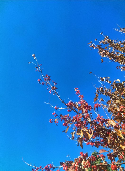 「吾妻小富士のウサギと紅葉、そしてWEB」に掲載している画像
