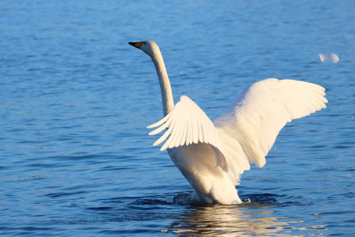 「人間の唯一の義務は自分自身であること」に掲載している画像