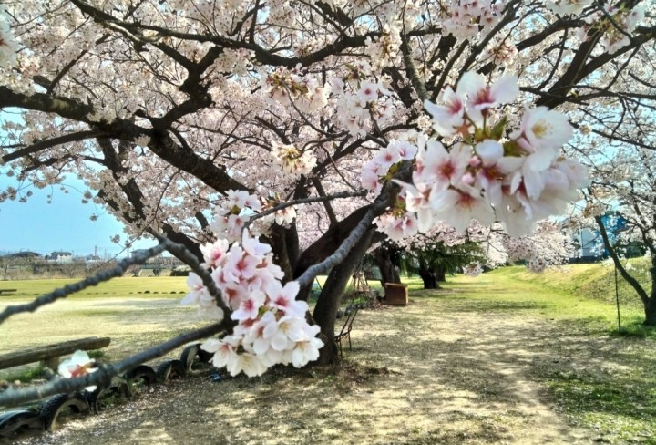 「桜と追加のご依頼、そしてテレビ放映」に掲載している画像