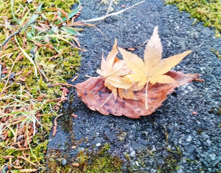 「あなたに心はありますか?」に掲載している画像