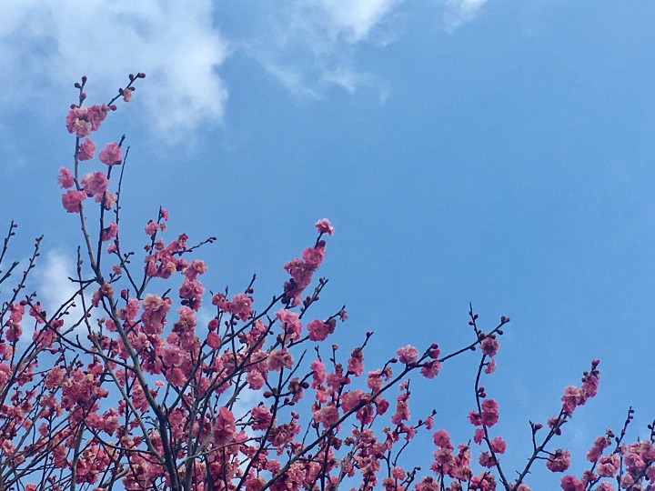「流れる雲を見ながら」に掲載している画像